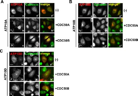 Figure 1-1 from Phospholipid Flippase Activity and Cellular Function of Class 5 P4-ATPases ...