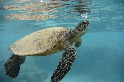 Turtle vs Tortoise | National Marine Sanctuary Foundation