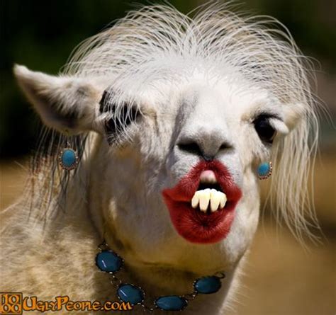 Free download Funny Ugly Animals Wallpaper PicsWallpapercom [572x478 ...