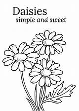 Daisy Coloring Pages – Printable FREE sketch template