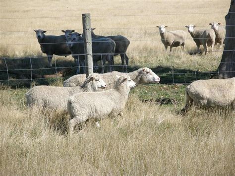 Gallery | Australian Finnsheep Breeders Association Inc