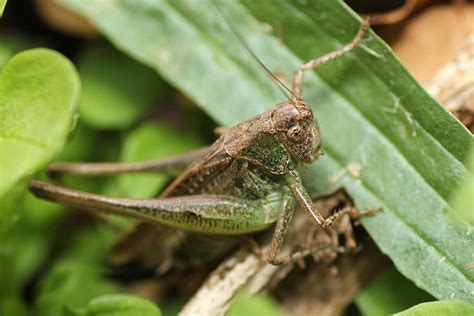 HD wallpaper: grasshopper, camouflage, green, close, insect, viridissima | Wallpaper Flare