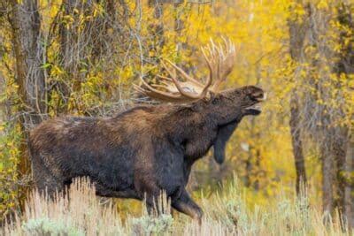 Maine Fall Foliage Getaway to Moosehead Lake