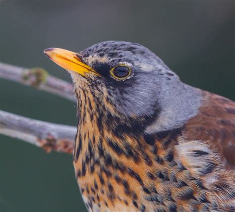 Fieldfare by Peter Garrity - BirdGuides