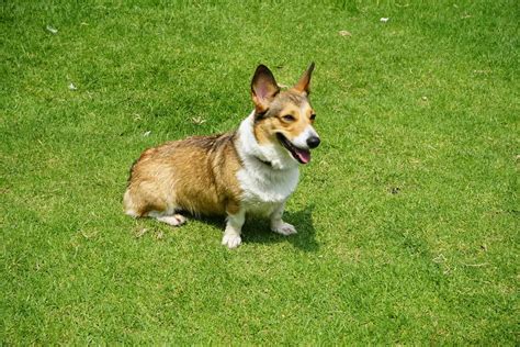 The Corgi & Golden Retriever Mix Is About To Melt Your Heart - Animalso