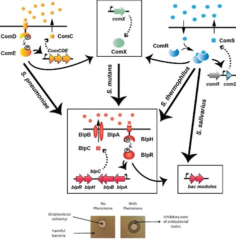 History – Syngulon – Bacteriocin-based technologies