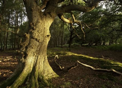 Making space for wildlife in Dorset | The Wildlife Trusts