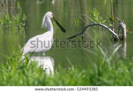 Birds Danube Delta Romania Stock Photo 524493385 - Shutterstock