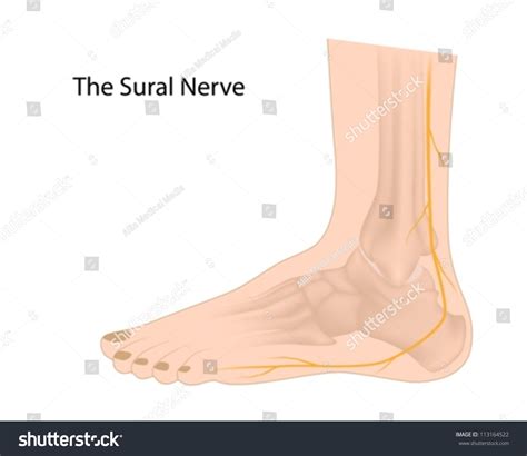 Sural Nerve Commonly Used For Biopsy And Graft Stock Vector Illustration 113164522 : Shutterstock