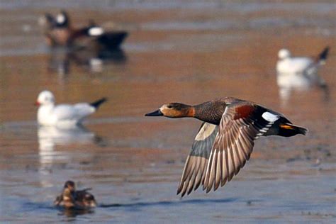 Migratory birds in Delhi