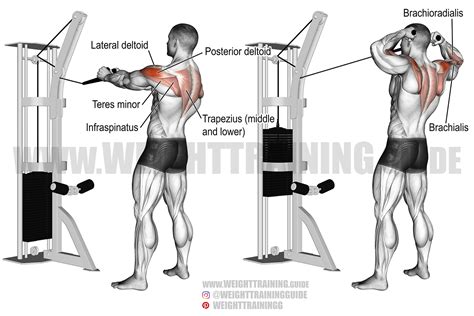 Cable face pull exercise guide and videos | Weight Training Guide