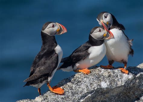 Atlantic Puffin | Audubon Field Guide