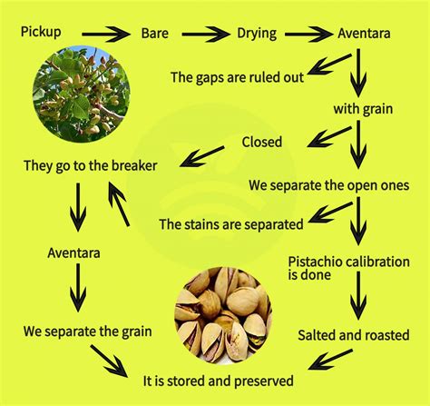 The pistachio in Castilla la Mancha-Production on the rise - Plantae