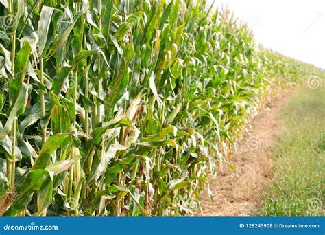 Sweet Corn Ready for Harvest Stock Photo - Image of indiana, stand: 128245908