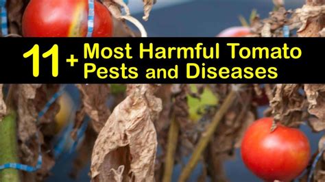 11+ Most Harmful Tomato Pests and Diseases