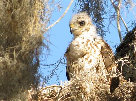 Scenes from a Red-shouldered Hawk nest » Powered by Birds