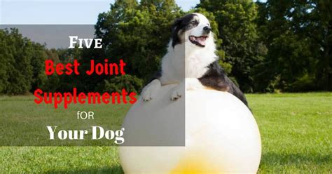 The Best Joint Supplements For Dogs 2018 [Read This Honest Review!]