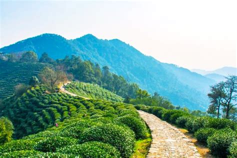 Hangzhou Longjing Tea Village, Visit Dragon Well Tea Plantation