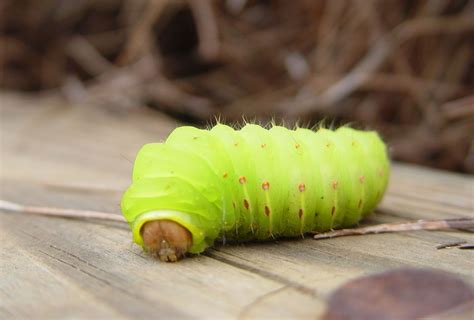 Luna Moth Caterpillar Identification Chart