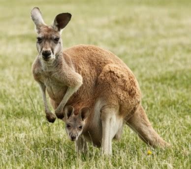 Kanguru: Hewan Endemik Australia yang Tidak Semalas Koala