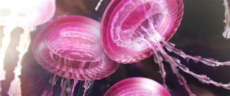 Jellyfishes Wallpaper 4K, Pink aesthetic, Surreal, 5K