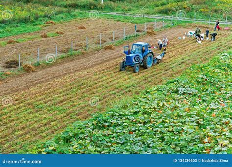 People and Tractor on Potato Harvesting, Harvesting on Potato Field Editorial Stock Photo ...