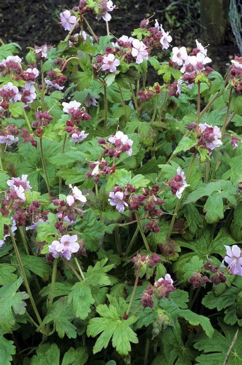 The Best Geranium Varieties for Your Garden