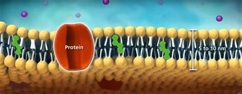 Transport Across Membrane (with 3D animation) ‣ cbsebiology4u