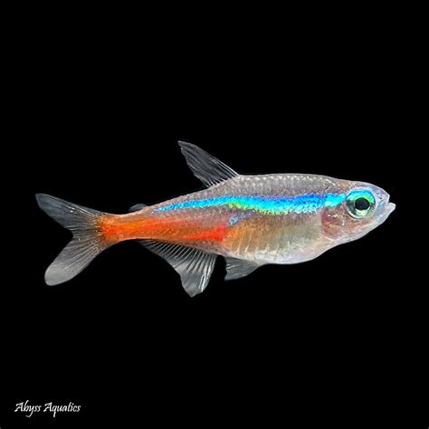 Neon Tetra Fast, Professional Service