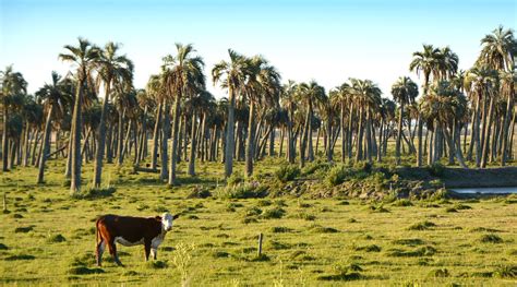 Rocha Uruguay beaches ecotourism ecotravel nature | Love 2 Fly