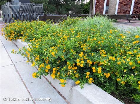 Common Lantana | Herbaceous Plant Finder | Comprehensive Landscape Plant Directory | Plant ...