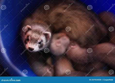 Mother Ferret Take Care of Her Three Weeks Old Babies Stock Photo - Image of fluffy, babies ...