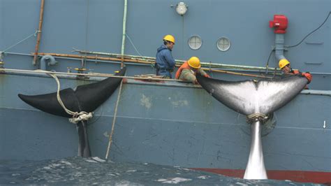 50 years ago, U.S. commercial whaling was coming to an end