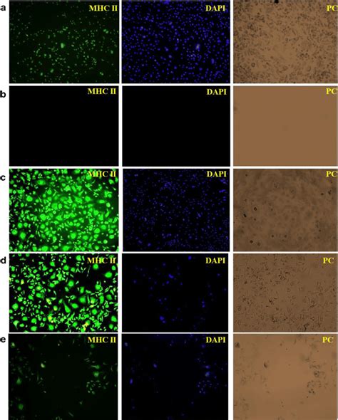 a Pictorial presentation of immunocytochemistry showing fluorescein ...