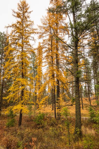 Tamarack Tree Stock Photos, Pictures & Royalty-Free Images - iStock