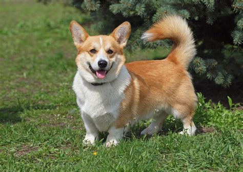 Welsh Corgi Pembroke (Von Arten bis Zubehör Idee) | HUNDEO