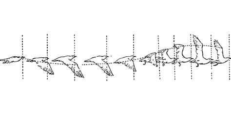 Bird Flight Stages · Free vector graphic on Pixabay