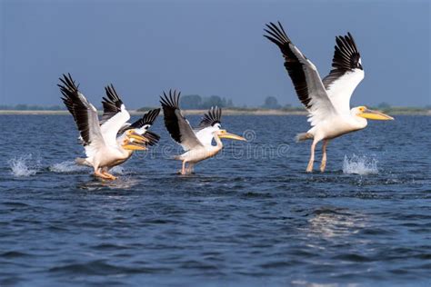 Pelican on Lake from in Danube Delta , Romania Wildlife Bird Watching ...