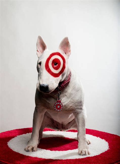 The secret life of Target's mascot, Bullseye | Bull terrier, Bull ...