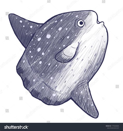 Sketch Illustration Mola Mola Ocean Sunfish Stock Illustration ...