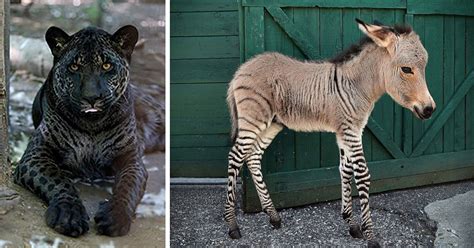 18 Hybrid Animals That Are Hard To Believe Actually Exist | Bored Panda