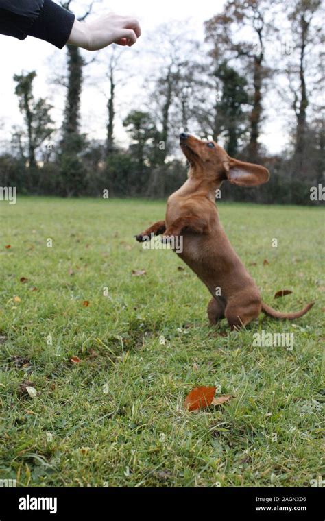 A Miniature Dachshund training Stock Photo - Alamy