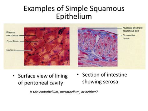 PPT - Simple Squamous Epithelium PowerPoint Presentation, free download - ID:258513