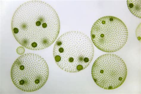 Volvox – The emerald green algae of the micro world