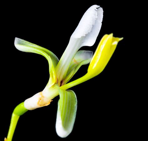 Free Images : blossom, leaf, bloom, flora, wild flower, orchid, arum, macro photography ...