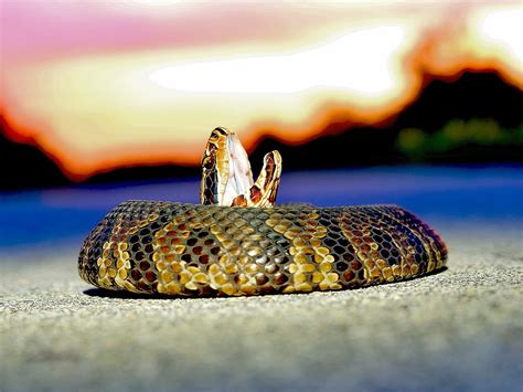 4 Venomous Snakes in Indiana [PHOTOS & VIDEO of How to Identify]