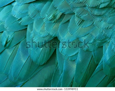 Close Blue Green Macaw Feathers Stock Photo 133998911 | Shutterstock