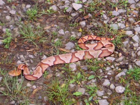 Illinois Botanizer: The Venomous Snakes of Illinois