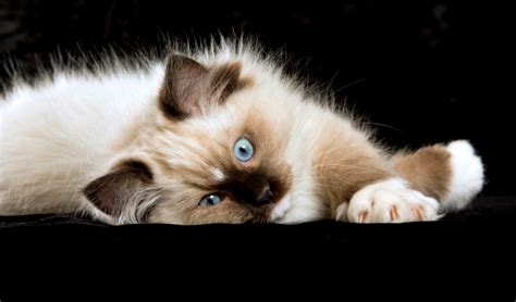 Ragdoll Cat Wallpapers - Wallpaper Cave