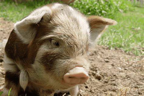 10 Small Pig Breeds: Miniatures That Stay Small